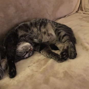 Boston Pet Sitters - Pet Sitting Near Me - Boston, Massachusetts