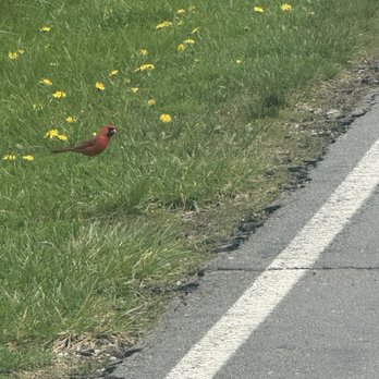 Silver Creek Metro Park - cardinal - Parks Near Me - Norton, Ohio Silver Creek Metro Park - cardinal - Parks Near Me - Norton, Ohio