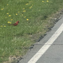 Silver Creek Metro Park - Cardinal
