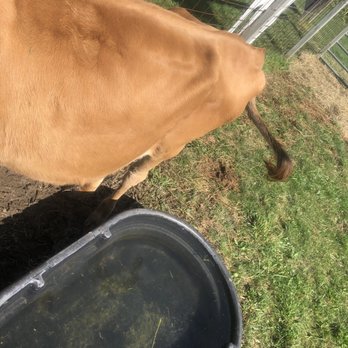 Blake's Orchard & Cider Mill - A cow. You can see it's ribs - Fruits & Veggies Near Me - Armada, Michigan Blake's Orchard & Cider Mill - A cow. You can see it's ribs - Fruits & Veggies Near Me - Armada, Michigan
