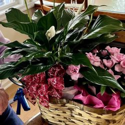Becky's Buckroe Florist - Beautiful Valentine's live plant garden.