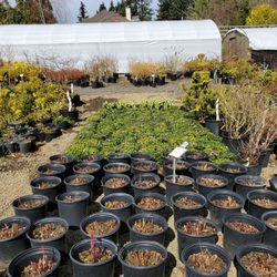 Happy Valley Nursery