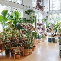 7 Dees Indoor Plant Shop