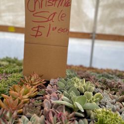 11:1 Succulent Nursery - Can't beat this sale