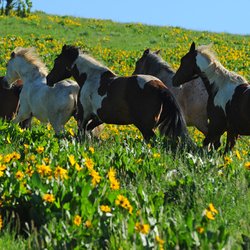 Del's Triangle 3 Ranch