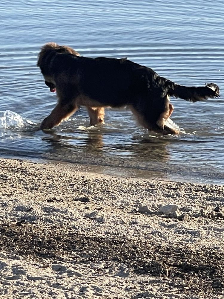 DA VI PHOTOGRAPHY 13 Photos Barstow, California Pet Photography