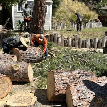 Green Crest Tree Care - Tree Services Near Me - Sun valley , California Green Crest Tree Care - Tree Services Near Me - Sun valley , California