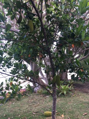 The Blue Orchid Resort by null