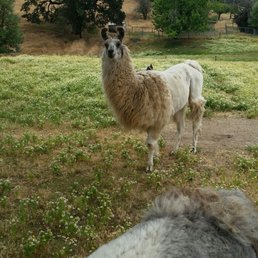 Llamas of Rain Dance winery BLUE ICE AND Bonzi Llamas of Rain Dance winery BLUE ICE AND Bonzi