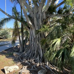 Robinson Preserve - Banyan Tree