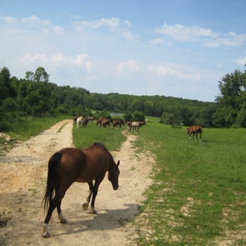 Piscataway Riding Stables - horses out to pasture that we rode past on our trailride - Horseback Riding Near Me - Clinton, Maryland Piscataway Riding Stables - horses out to pasture that we rode past on our trailride - Horseback Riding Near Me - Clinton, Maryland