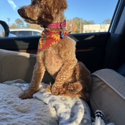 Dog