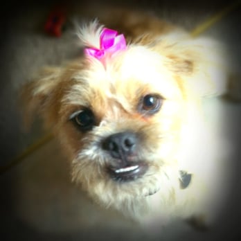 Carol's Dog Grooming - Zoey, looking and smelling amazing! - Pet Sitting Near Me - Rolla, Missouri Carol's Dog Grooming - Zoey, looking and smelling amazing! - Pet Sitting Near Me - Rolla, Missouri