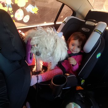 Milly's Dog Grooming - Before - Pet Groomers Near Me - San Diego, California