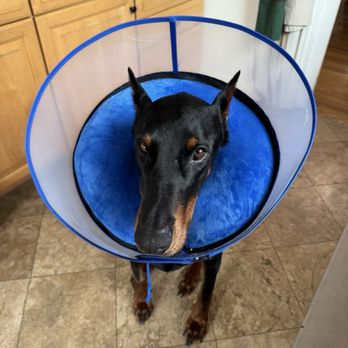 Animal Urgent Care - Veterinarians Near Me - Burbank, California Animal Urgent Care - Veterinarians Near Me - Burbank, California