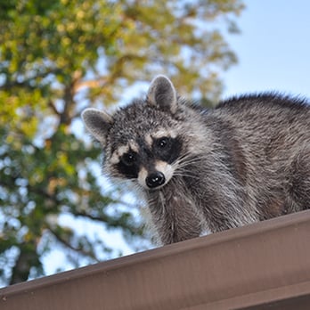 Critter Control - Pest Control Near Me Critter Control - Pest Control Near Me