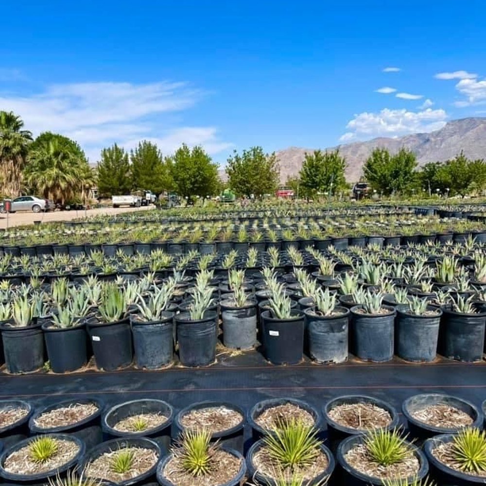 VA Nursery - Nurseries & Gardening Near Me - Littlefield, Arizona VA Nursery - Nurseries & Gardening Near Me - Littlefield, Arizona