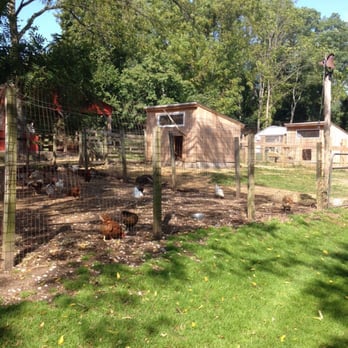 Benner's Farm - Chicken yard - Venues & Event Spaces Near Me - East Setauket, New York