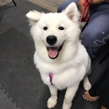 Sugar Paws Dog Training - Pet Training Near Me - Ocean, New Jersey