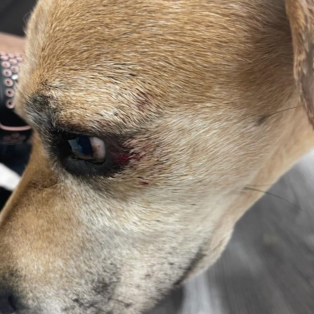 Dogtopia - Puncture wounds sustained while at Dogtopia and inflicted by a Mastiff. - Pet Boarding Near Me - Purcellville, Virginia