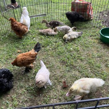 Animal Craze - Ducks and chicks - Petting Zoos Near Me