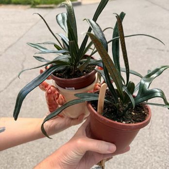 Maypop Coffee & Garden Shop - Blue oil ferns (never seen this plant before) - Coffee & Tea Near Me - Webster Groves, Missouri