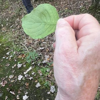 Kings Gap State Park - Learning how to identify trees by their leaves - Parks Near Me - Carlisle, Pennsylvania Kings Gap State Park - Learning how to identify trees by their leaves - Parks Near Me - Carlisle, Pennsylvania