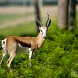 Parc de Thoiry - Zoo de Thoiry - Springbok