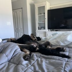 The Barker Lounge - Tired Dink at the end of a fun play day!