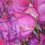 Photo of Blooms to Doors