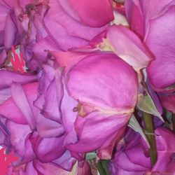 Blooms to Doors - Would never recommend ordering from here! Flowers were old, and appear to be dying already!  My second set were even worse!