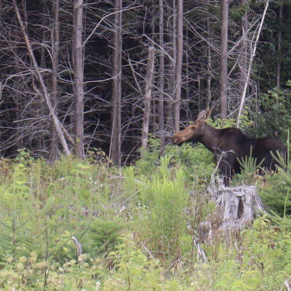 Moosehead Area Guide Service - Moose - Fishing Near Me - Greenville, Maine Moosehead Area Guide Service - Moose - Fishing Near Me - Greenville, Maine