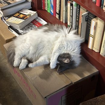 Beckham's Book Shop - Joanie the shop cat - Bookstores Near Me - New Orleans, Louisiana Beckham's Book Shop - Joanie the shop cat - Bookstores Near Me - New Orleans, Louisiana