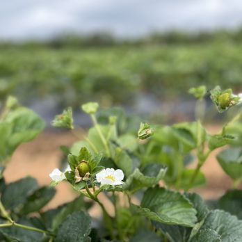 Eno River Farm - Strawberry flowers - Pick Your Own Farms Near Me - Hillsborough, North Carolina Eno River Farm - Strawberry flowers - Pick Your Own Farms Near Me - Hillsborough, North Carolina