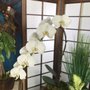 Awesome Flowers