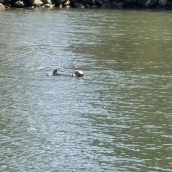Sea Goddess Whale Watching - Sea otter - Whale Watching Tours Near Me - Moss Landing, California Sea Goddess Whale Watching - Sea otter - Whale Watching Tours Near Me - Moss Landing, California