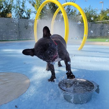 Pampered Pet Recreation Center - Pet Groomers Near Me - Houston, Texas Pampered Pet Recreation Center - Pet Groomers Near Me - Houston, Texas
