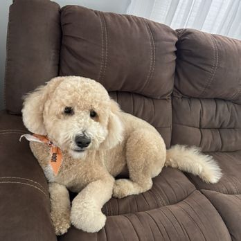 Four Paws Grooming - Mango - Pet Groomers Near Me - Everett, Massachusetts