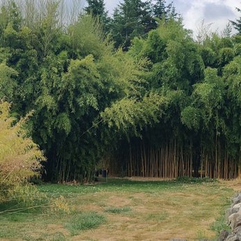 Outdoors By Design - Tall bamboo - Landscaping Near Me - Shelton, Washington