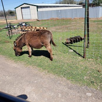Franklin Drive Thru Safari - Petting Zoos Near Me - Franklin, Texas Franklin Drive Thru Safari - Petting Zoos Near Me - Franklin, Texas