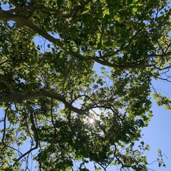 Marion Cannon Park - Laying under a tree