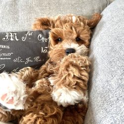 For Your Fur Kids - Our Fur Kid