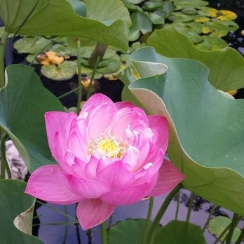Aqua Tech Aquarium & Pond Services - Lotus from my pond - Aquarium Services Near Me Aqua Tech Aquarium & Pond Services - Lotus from my pond - Aquarium Services Near Me