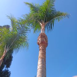 Joel's Tree Services - 5 palms cleaned up!