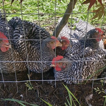 Rural King - Our lovely "ladies" ‍. - Home & Garden Near Me - Front Royal, Virginia