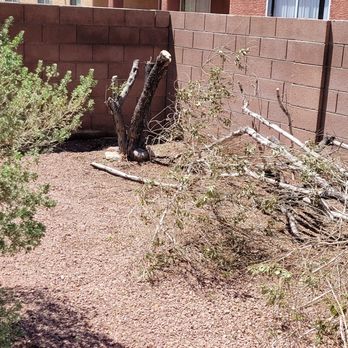 A Cut Above Tree Service - Bye bye stump! - Tree Services Near Me - Las Vegas, Nevada