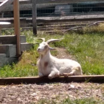 Norman J Levy Park & Preserve - Happy Goat - Parks Near Me - Merrick, New York Norman J Levy Park & Preserve - Happy Goat - Parks Near Me - Merrick, New York