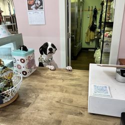 The Cakehound - Bogart is ready to take your custom order. He knows what dogs like.