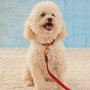 Photo of Little Paws Pet Resort