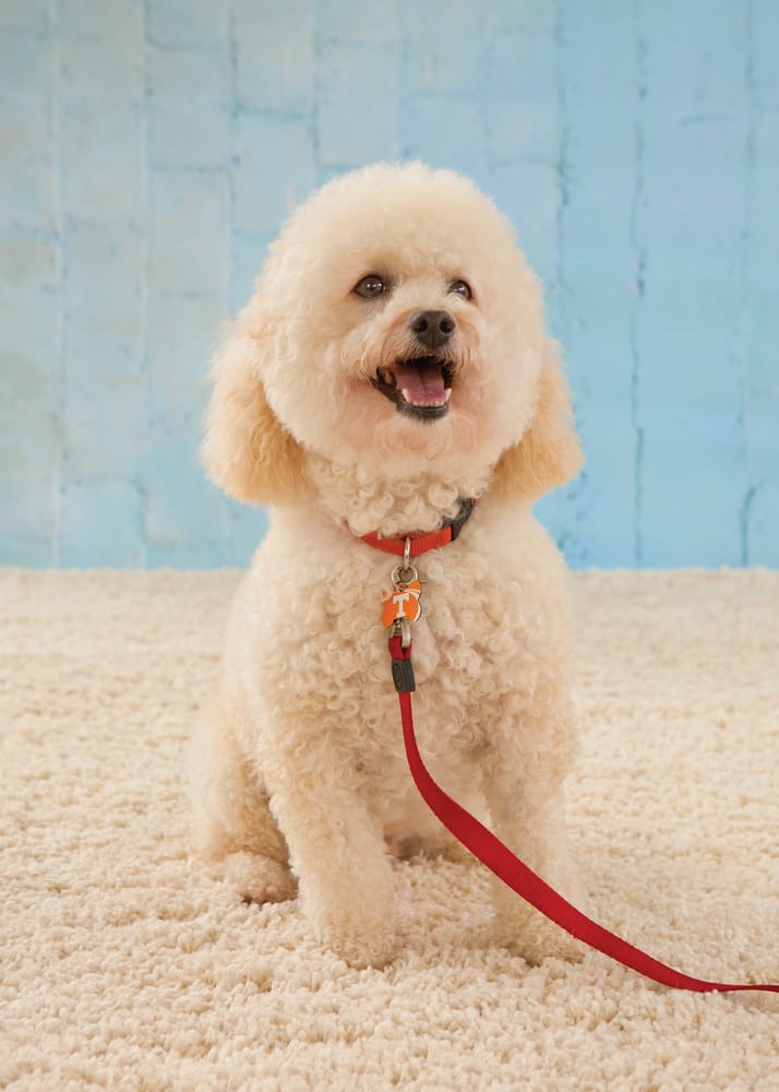 Little Paws Pet Resort - pet boarding facility in Old Hickory, TN